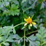 Bidens Bipinnata西班牙针