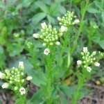 场pennycress