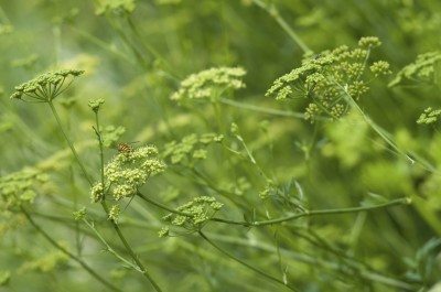 欧芹螺栓