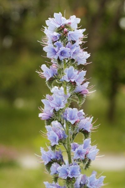Vipers Bugloss1.