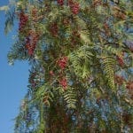 加利福尼亚胡椒树