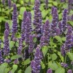 Hyssop Preune.