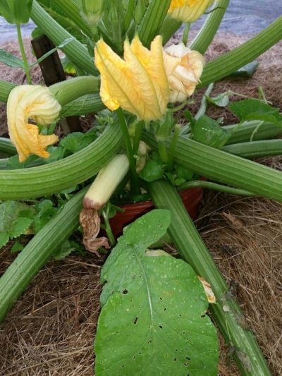 Zuccini Blossom End Rosp