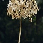 Prune Agapanthus.