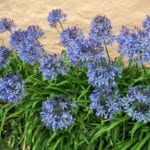 Agapanthus blue in bloom picture id1164221254