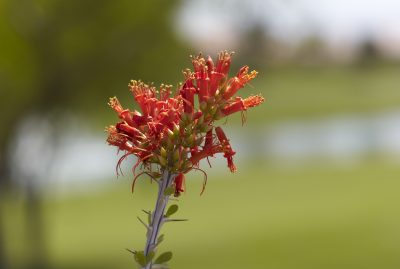 Ocotillo Bloom.