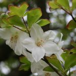 Rhododendron Quinquefolium.