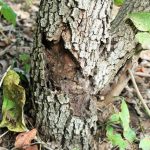 树冠溃疡菌1