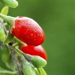 Goji Berry Pot.