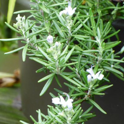 rosemary1