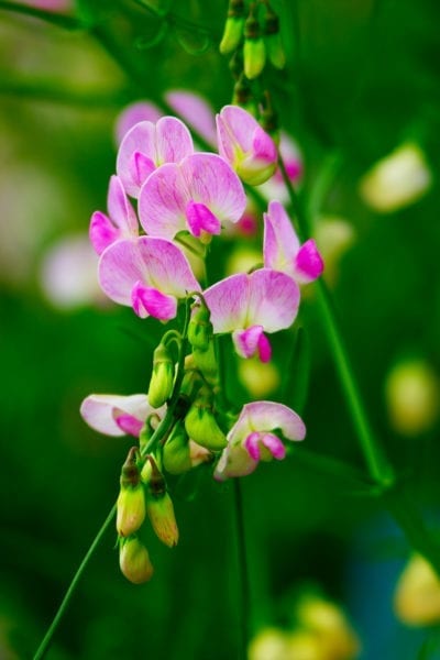 sweetpeas