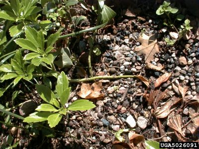 Volutella pachysandra