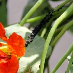 蚜虫陷阱植物