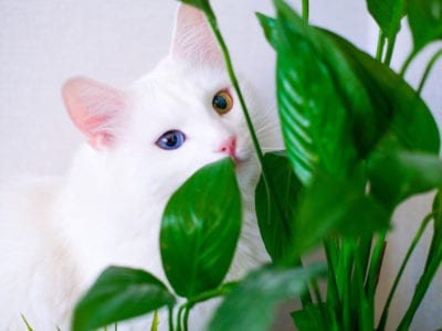 猫的植物