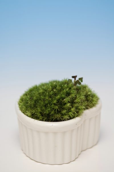 container moss