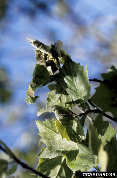 Sycamore Anthronose.