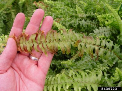 蕨类植物布朗建议