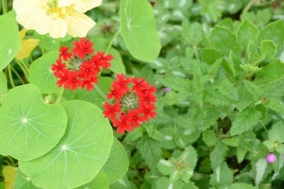 马鞭草与Nasturtium.