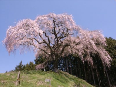 区4棵树