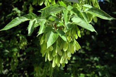 boxelder.