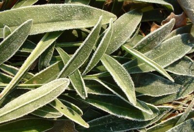 Coreopsis Frost.