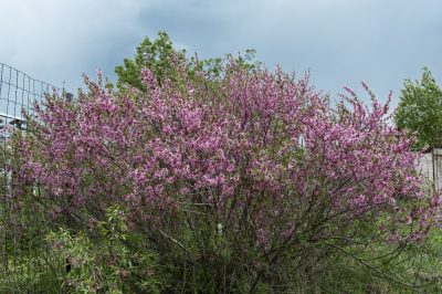 第5区开花灌木