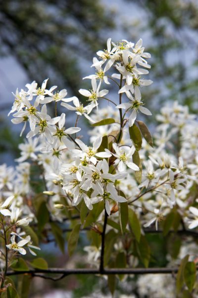 5区开花树