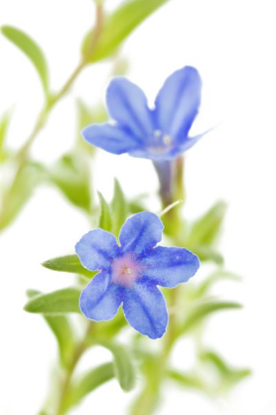 Lithodora.