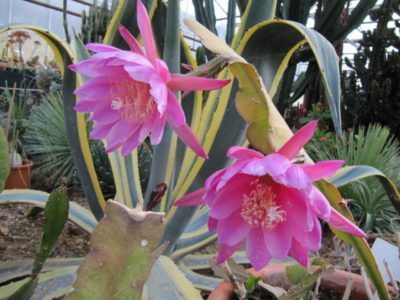 epiphyllum