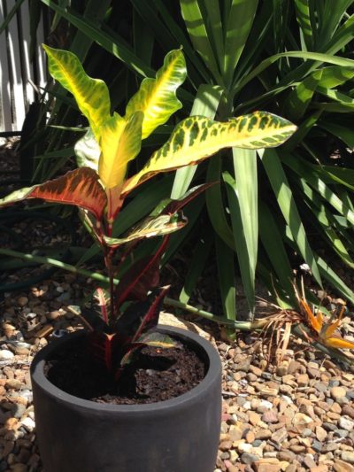 CROTON COLOR RYAN QA E14963358061677