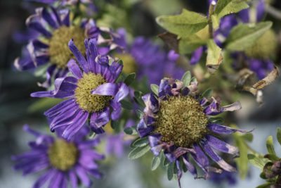 Prune Asters.