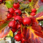 Cockspur Hawthorn.