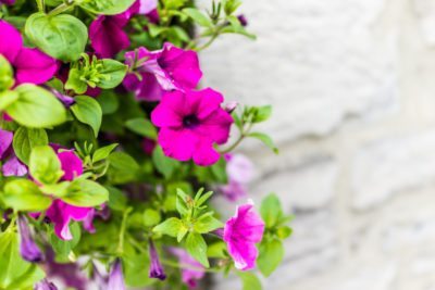 calibrachoa