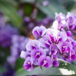 Hardenbergia