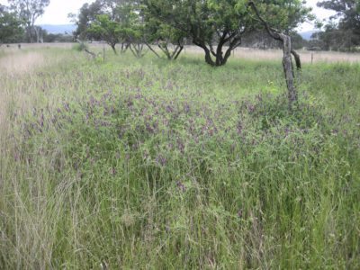 Woollypad vetch.