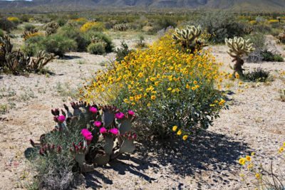 沙漠wildflowerfs