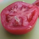 番茄胎萌1