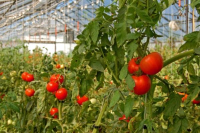 温室番茄