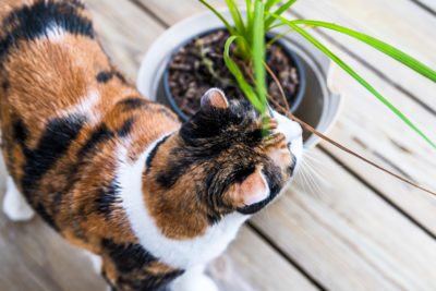 龙血树属植物的猫