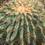 Ferocactus Emoryi.