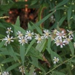 Calico Aster.