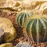 Astrophytum