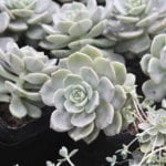 Graptoveria