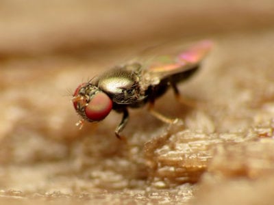 岸蝇与真菌蚊虫