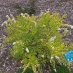 Ogon spirea