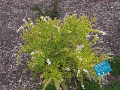 Ogon Spirea.