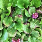 bergenia