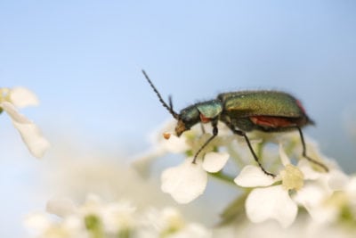 葛缕子籽害虫