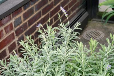 Lavandula Goodwin Creek Gray