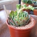 Echeveria ramillette